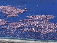 05 - Lake Nakuru